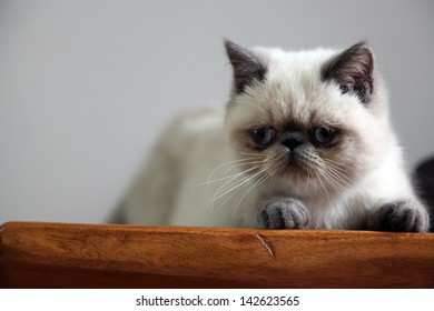 Himalayan Cat