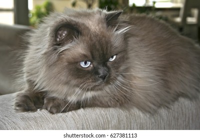 Himalayan Cat