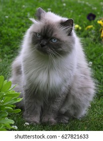 Himalayan Cat