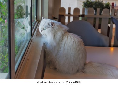 Himalayan Cat