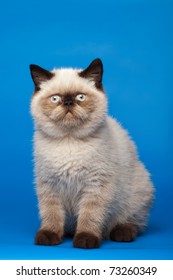 Himalayan Cat