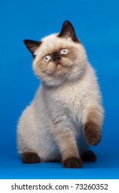 Himalayan Cat