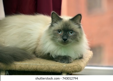 Himalayan Cat