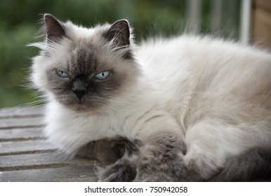 Himalayan Cat