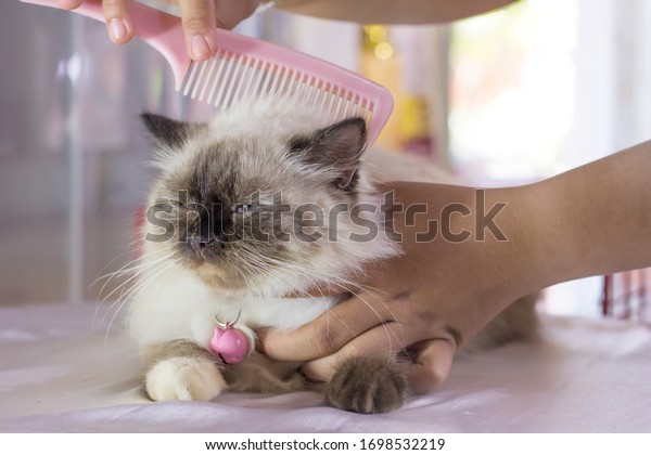 himalayan cat is being\
combed. cat grooming
