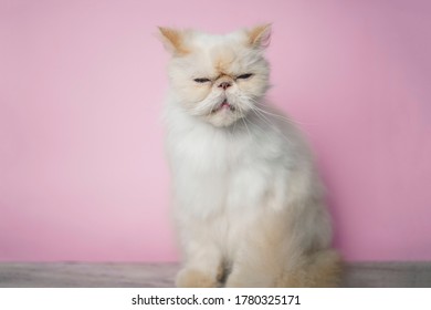 Blue Cream Persian Cat: immagini, foto stock e grafica vettoriale 