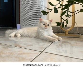Himalayan cat resting on the floor