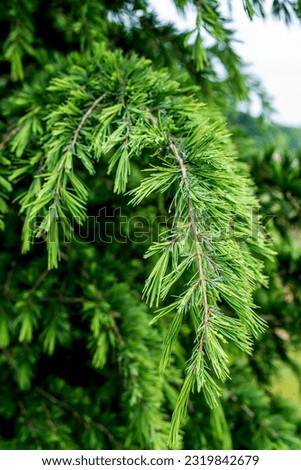 Himalayan cedar (Cedrus deodara). Young bright green needles of Himalayan cedar Cedrus Deodara