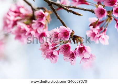 Himalayan Cherry Sakura Thailand(Prunus cerasoides) blooming at Chiang Mai, Thailand