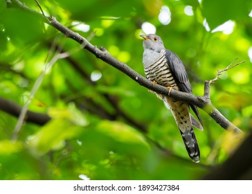 Himalayan Cuckoo (Scientific Name: Cuculus Saturatus) Conservation Status: Least Concern