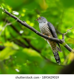 Himalayan Cuckoo (Scientific Name: Cuculus Saturatus) Conservation Status: Least Concern