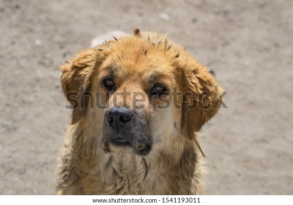 himalayan dog