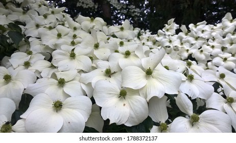 Himalayan Dogwood in bounteous full bloom - Shutterstock ID 1788372137