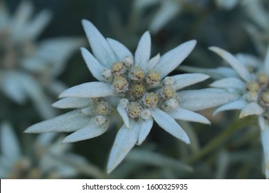"Himalayan Edelweiss" flowers in St. Gallen, Switzerland. Its Latin name is Leontopodium Himalayanum, native to Tibet, Sikkim and Himalayas.