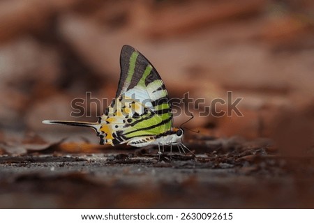 Himalayan Fivebar Swordtail 
( Graphium antiphates (Cramer, [1775])
It is puddling on animal urine. they are trying to collect minerals. photographed at Jayanti, Buxa Tiger Reserve, Alipurduar, WB