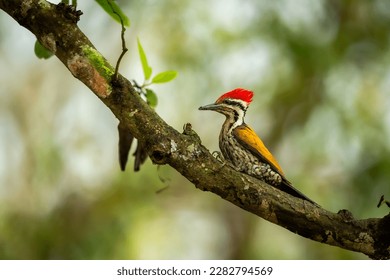 Himalayan flameback or goldenback woodpecker or three toed woodpecker or Dinopium shorii male bird perch in natural scenic green background pilibhit national park uttar pradesh india