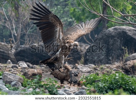 himalayan griffon vulture fighting for food