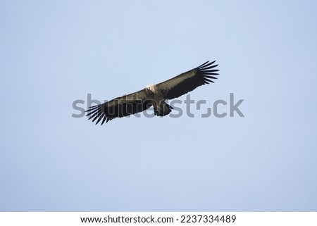 Himalayan Griffon Vulture flying in the sky above the mountains in the himalayas. 
