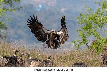 945 Himalayan Vulture Images, Stock Photos & Vectors | Shutterstock