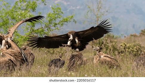 945 Himalayan Vulture Images, Stock Photos & Vectors | Shutterstock