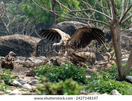 himalayan griffon vulture landing image  on ground
