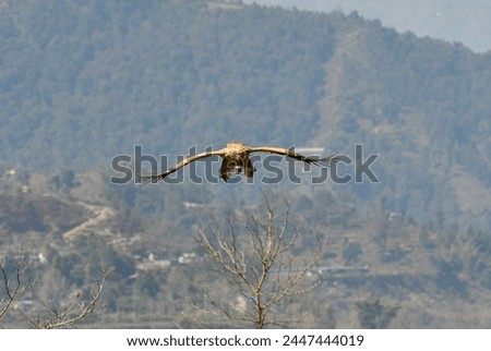 himalayan griffon vulture landing image with both wings open