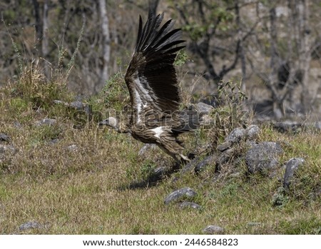 himalayan griffon vulture take off image from green grass land