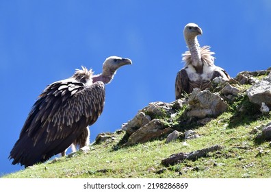 Himalayan Griffon Vultures Critically Endangered Species