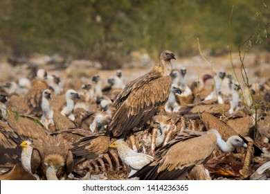 Himalayan Griffon vultures (Gyps himalayensis) sitting on carcass near Bikaner, Rajasthan, India - Shutterstock ID 1414236365