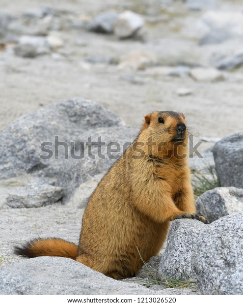 Himalayan Marmot Ladakh Jammu Kashmir India Stock Photo 1213026520 ...