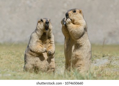 Marmotte Images Stock Photos Vectors Shutterstock