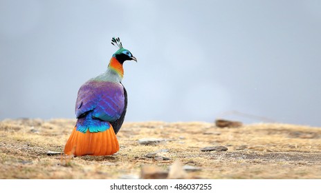 Himalayan Monal