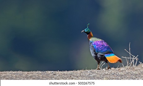 Himalayan Monal