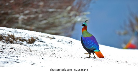 Himalayan Monal