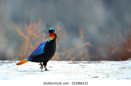 Himalayan Monal