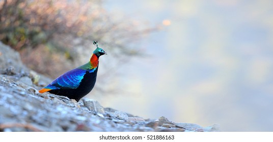 Himalayan Monal