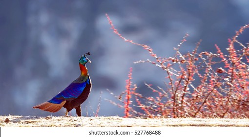 Himalayan Monal