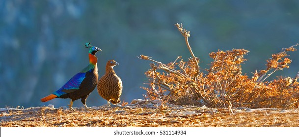 Himalayan Monal