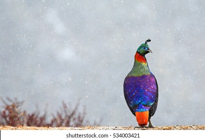 Himalayan Monal