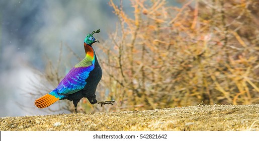 Himalayan Monal