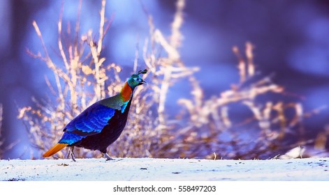 Himalayan Monal