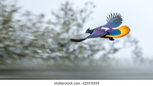 Himalayan Monal