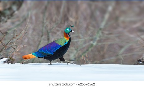 Himalayan Monal