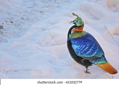 Himalayan Monal