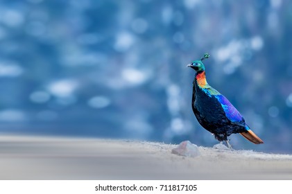 Himalayan Monal