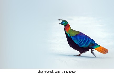 Himalayan Monal