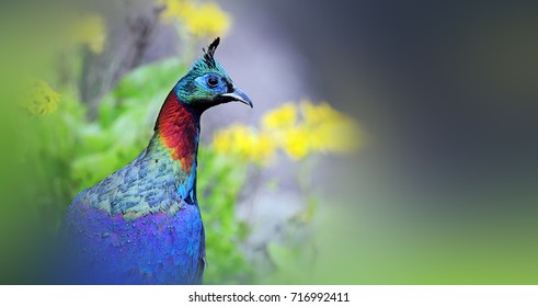 Himalayan Monal