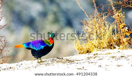 Himalayan monal 