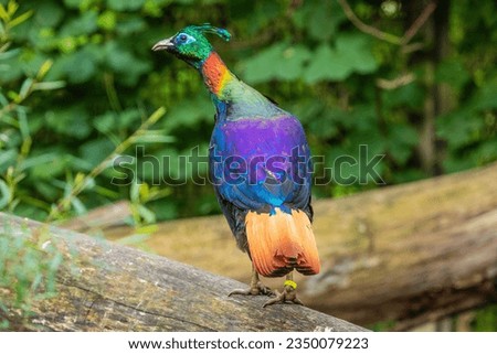 Himalayan monal (Lophophorus impejanus),Impeyan monal. Wildlife closeup. Rainbow vivid bright bird background. Nepal symbol.