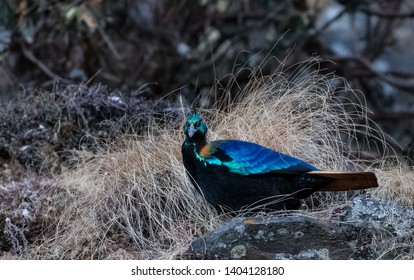 Himalayan Monal (Male) spreading his beautiful colors